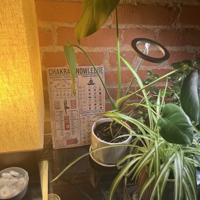 NurtureNookAccentPlant